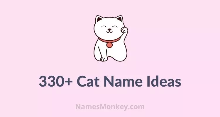 Cat Name Ideas | Best Names for your Cat