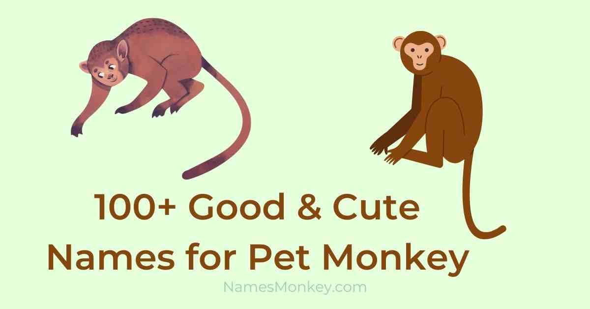 Good & Cute Names for Pet Monkey